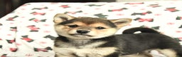 Shiba Inu dogs for sale: Jingles - Ad 5