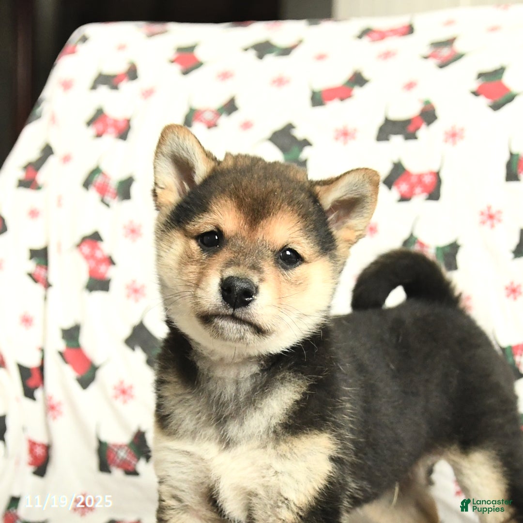 Shiba Inu dogs for sale: Jingles - Ad 5