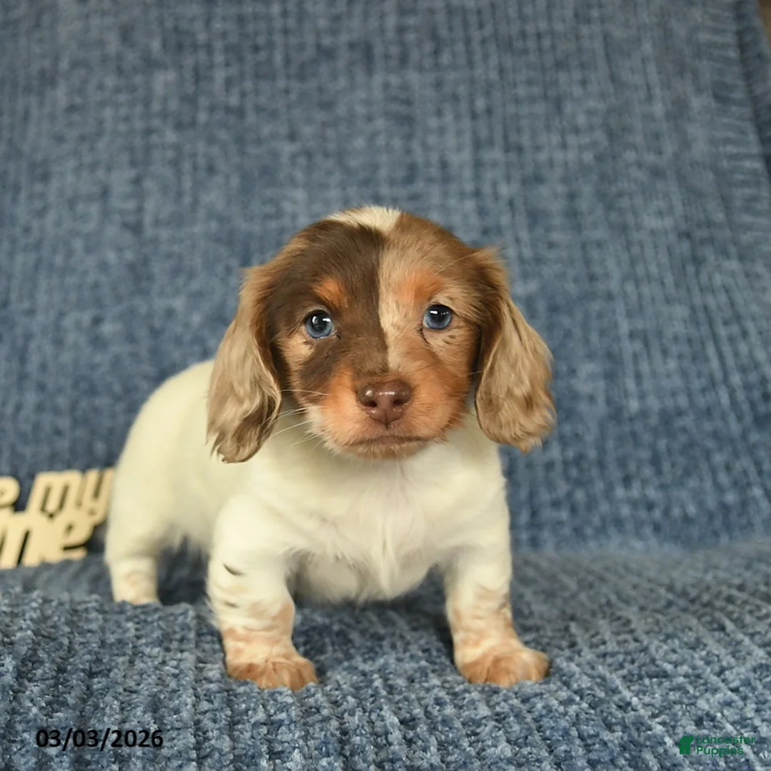 Miniature Dachshund dogs for sale: Ashley  - Ad 1