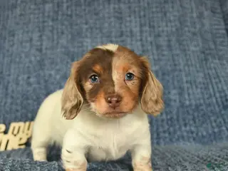 Miniature Dachshund dogs for sale: Ashley - Ad 2