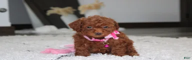 Suki