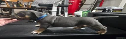 American Bully dogs for sale: American Bully 3 - Ad 3