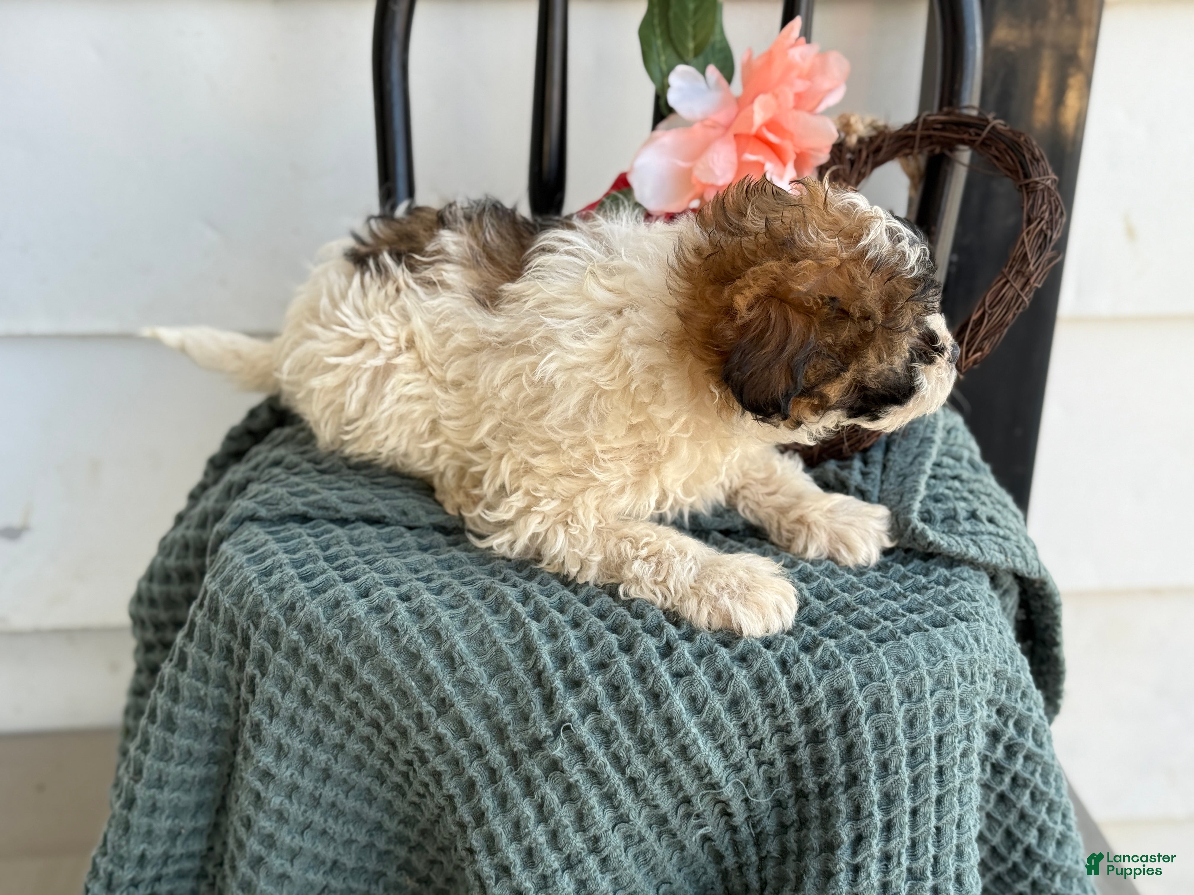 Shihpoo dogs Guinness - Ad 2