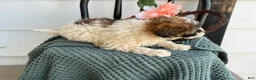 Shihpoo dogs for sale: Guinness - Ad 2