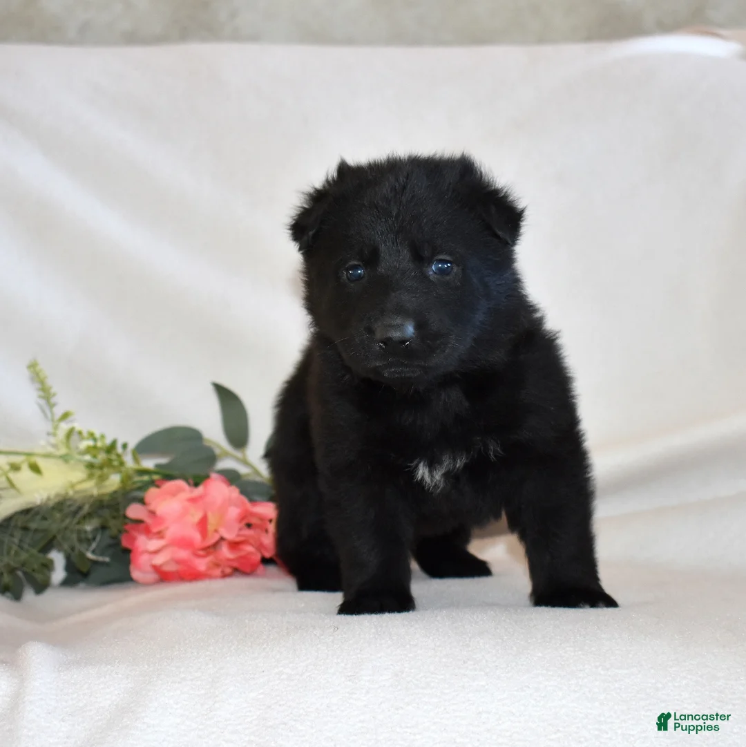 German Shepherd dogs for sale: Star - Ad 4