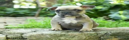 French Bulldog dogs for sale: Antonine - Ad 1