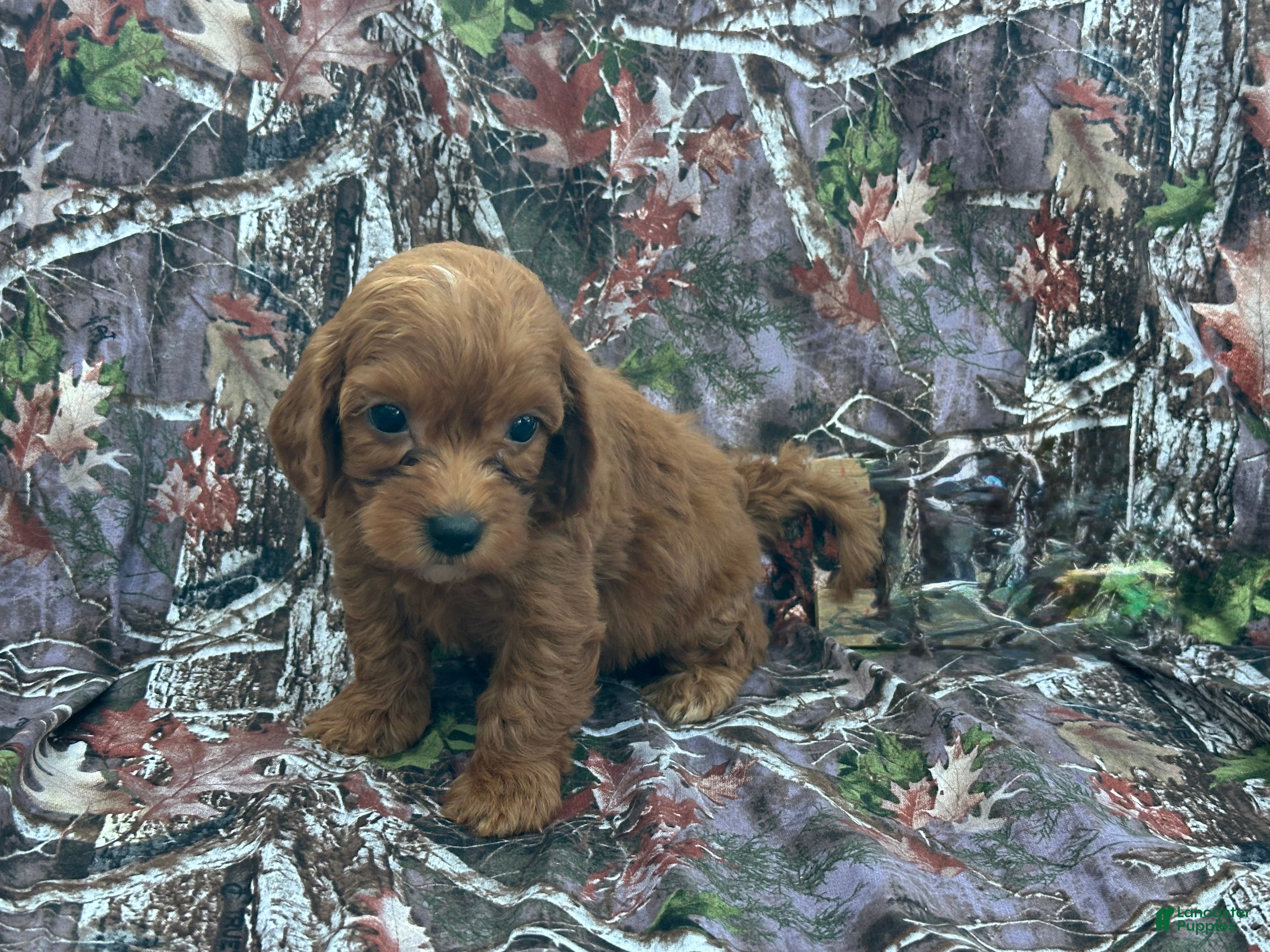 Cavapoo dogs Cavapoo 5 - Ad 1
