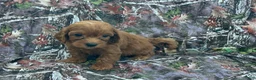Cavapoo dogs for sale: Cavapoo 5 - Ad 1
