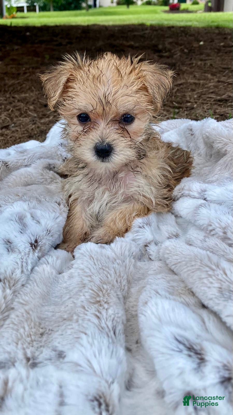 Morkie dogs Oakley - Ad 2