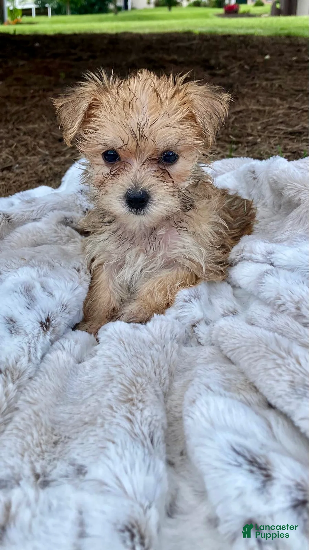 Morkie dogs for sale: Oakley - Ad 2