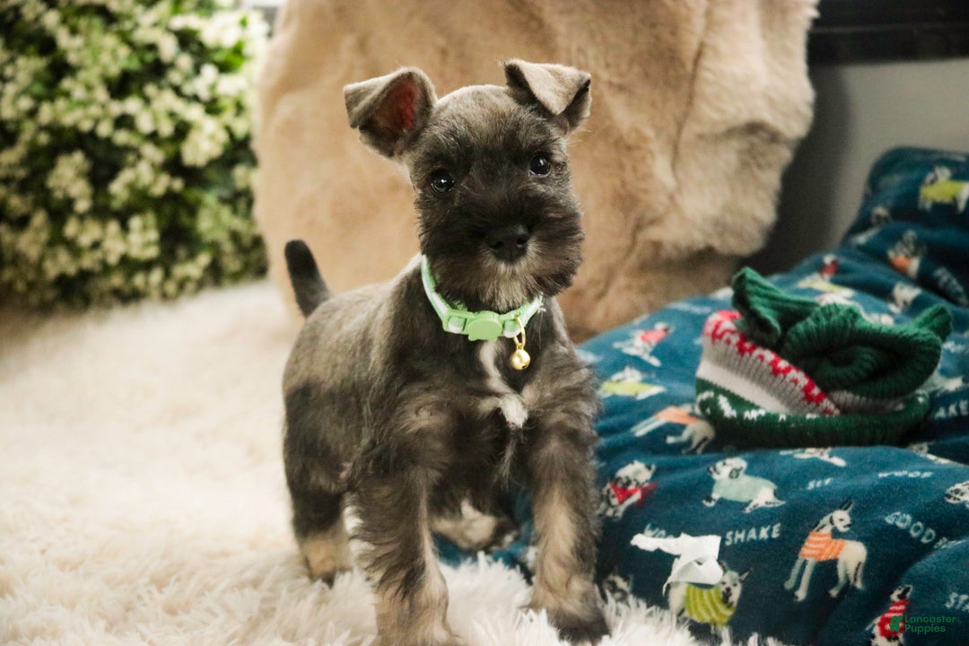 Miniature Schnauzer dogs for sale: Miles - Ad 8