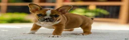 French Bulldog dogs for sale: Opal – Fawn/White - Ad 5