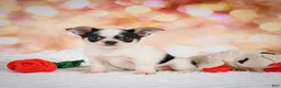 Chihuahua dogs for sale: Chloe - Ad 4