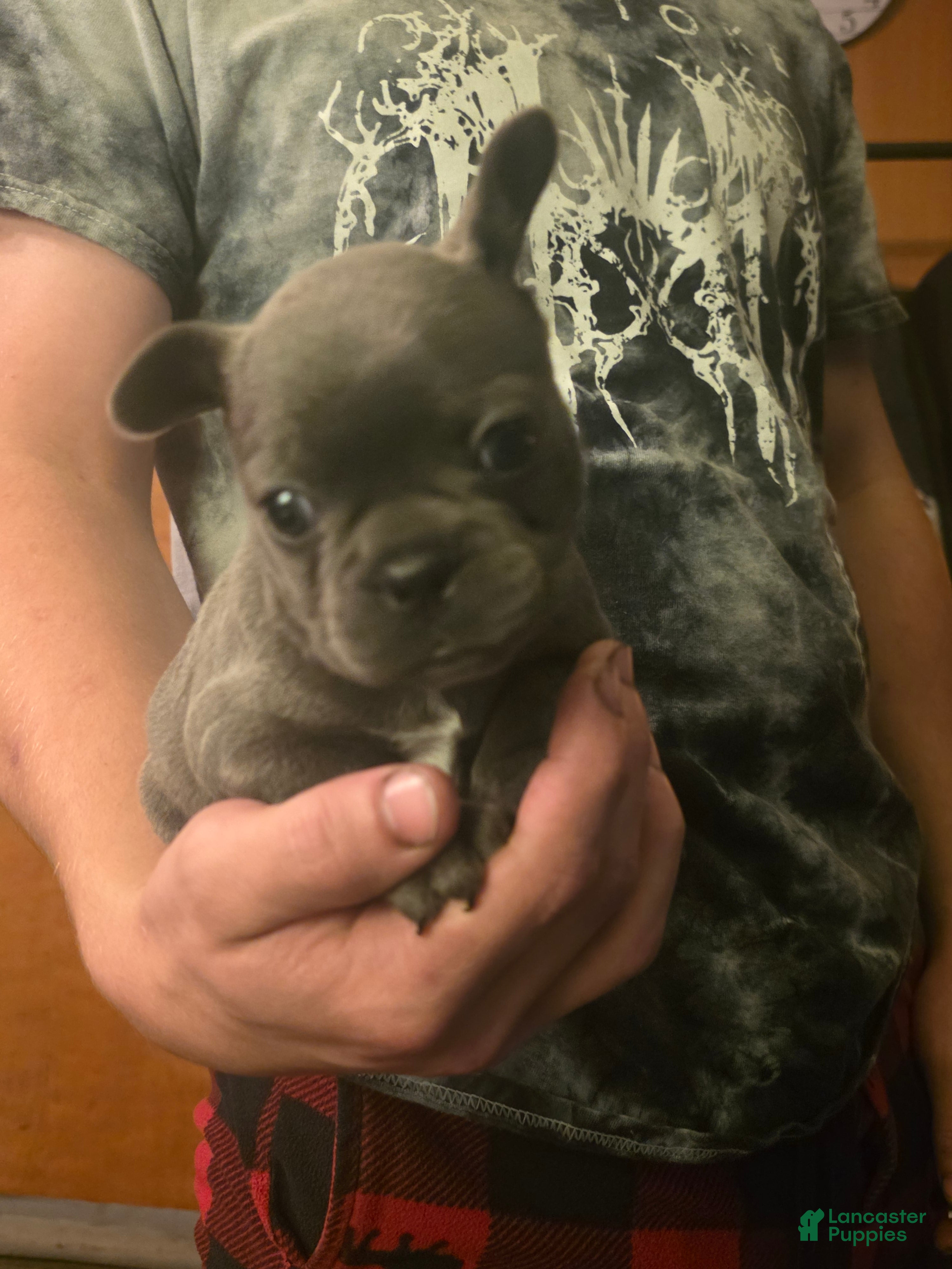 Frenchton dogs Runt  - Ad 2