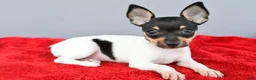 Toy Fox Terrier dogs for sale: Buster  - Ad 8