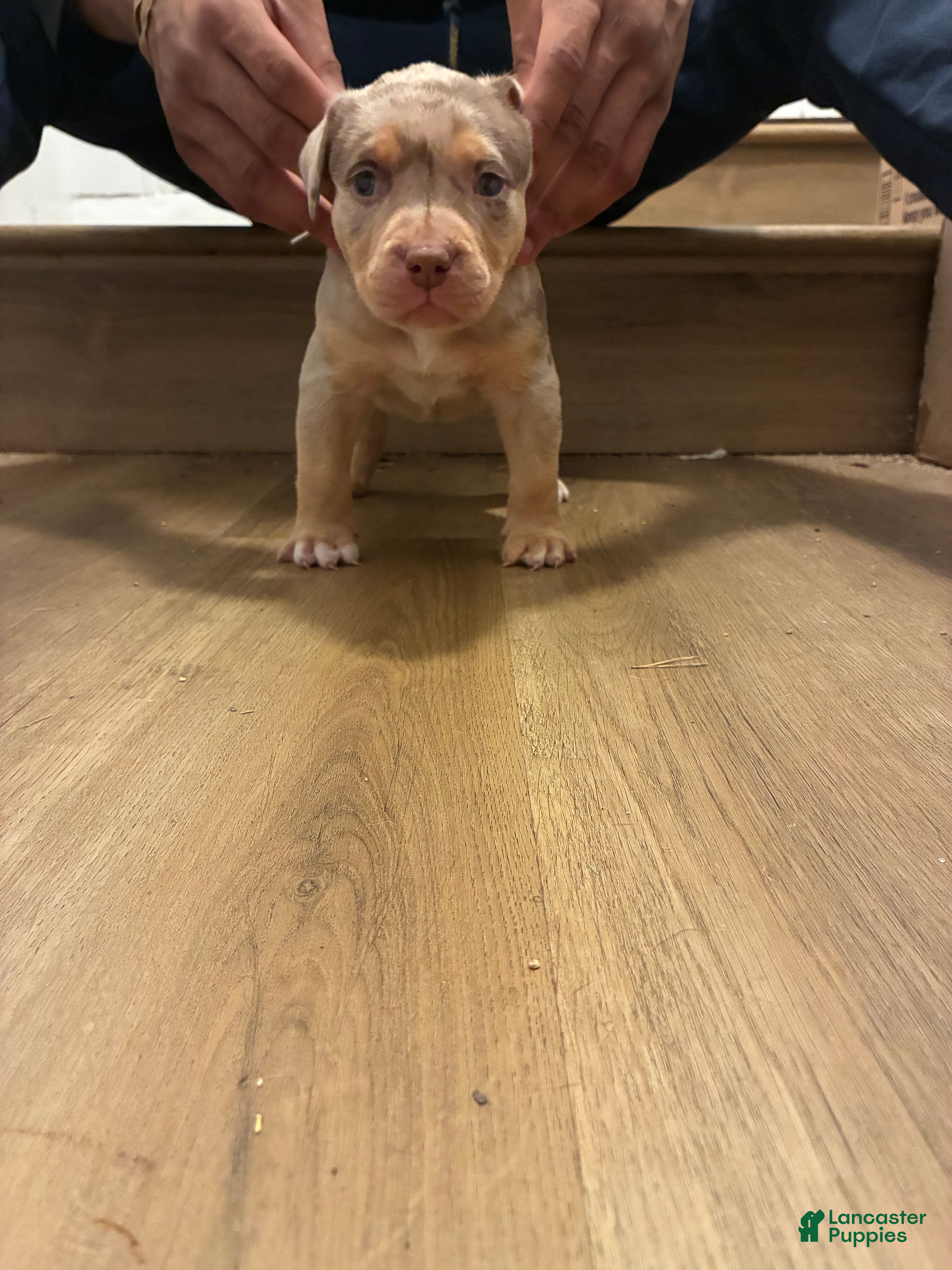 American Bully dogs for sale: American Bully 1 - Ad 3