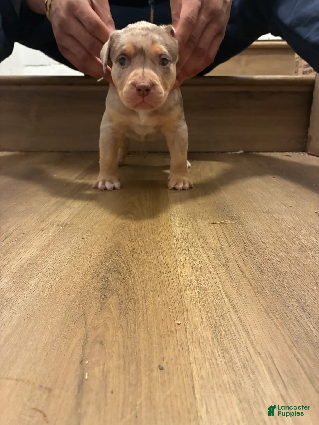 American Bully dogs for sale: American Bully 1 - Ad 1