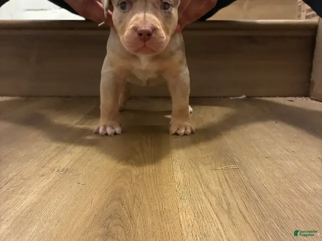 American Bully dogs for sale: American Bully 1 - Ad 3