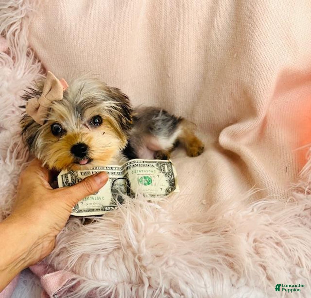 Yorkshire Terrier dogs for sale: Teacup Yorkshire Terrier Puppy 2 - Ad 3