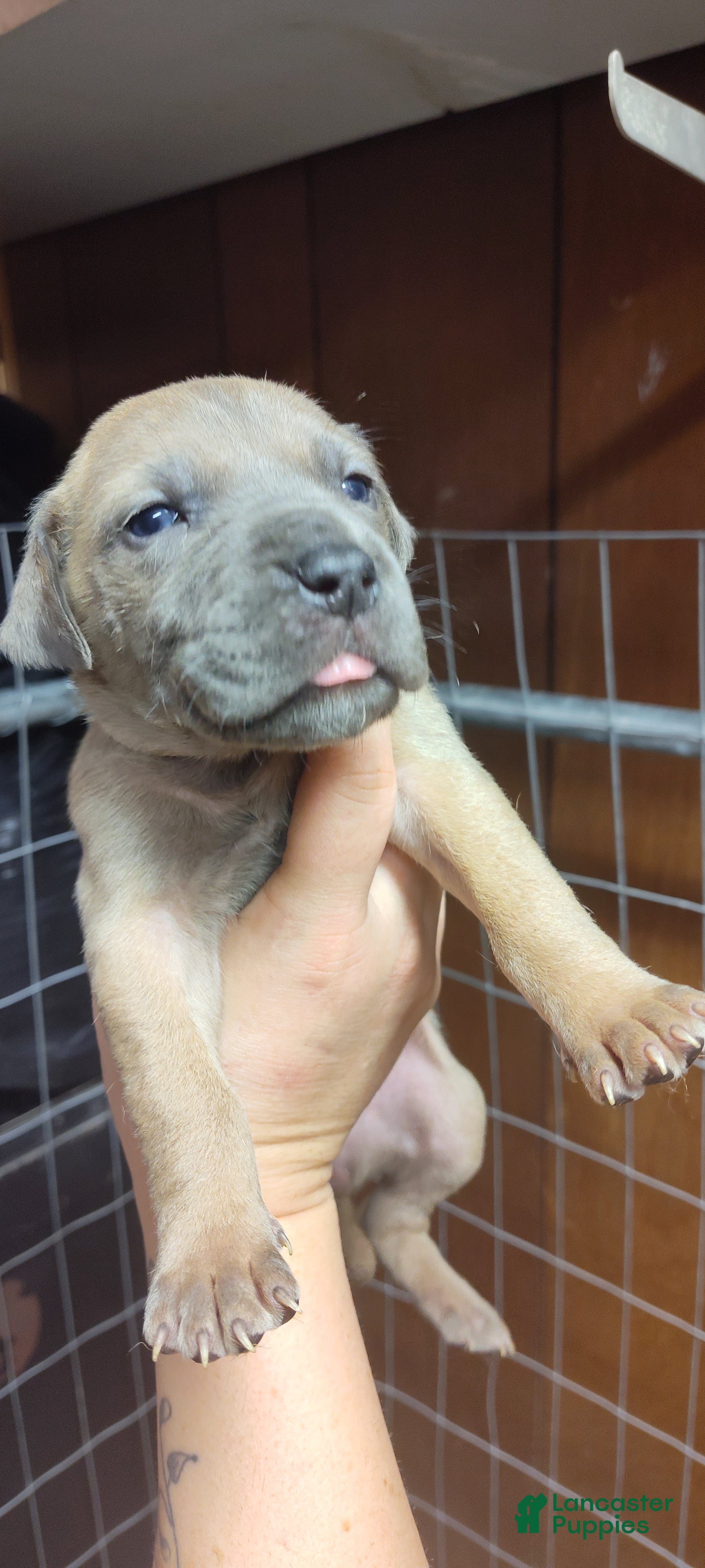 Great Dane dogs Great Dane Puppy 7 - Ad 5