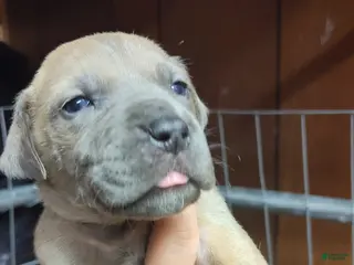 Great Dane dogs Great Dane Puppy 7 - Ad 5