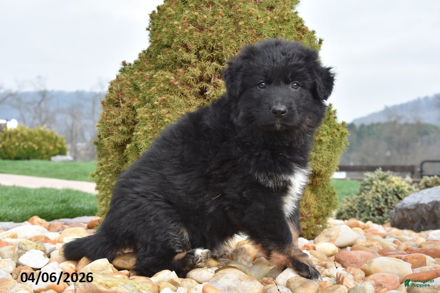 Mixed Breed dogs Mylee - Ad 2