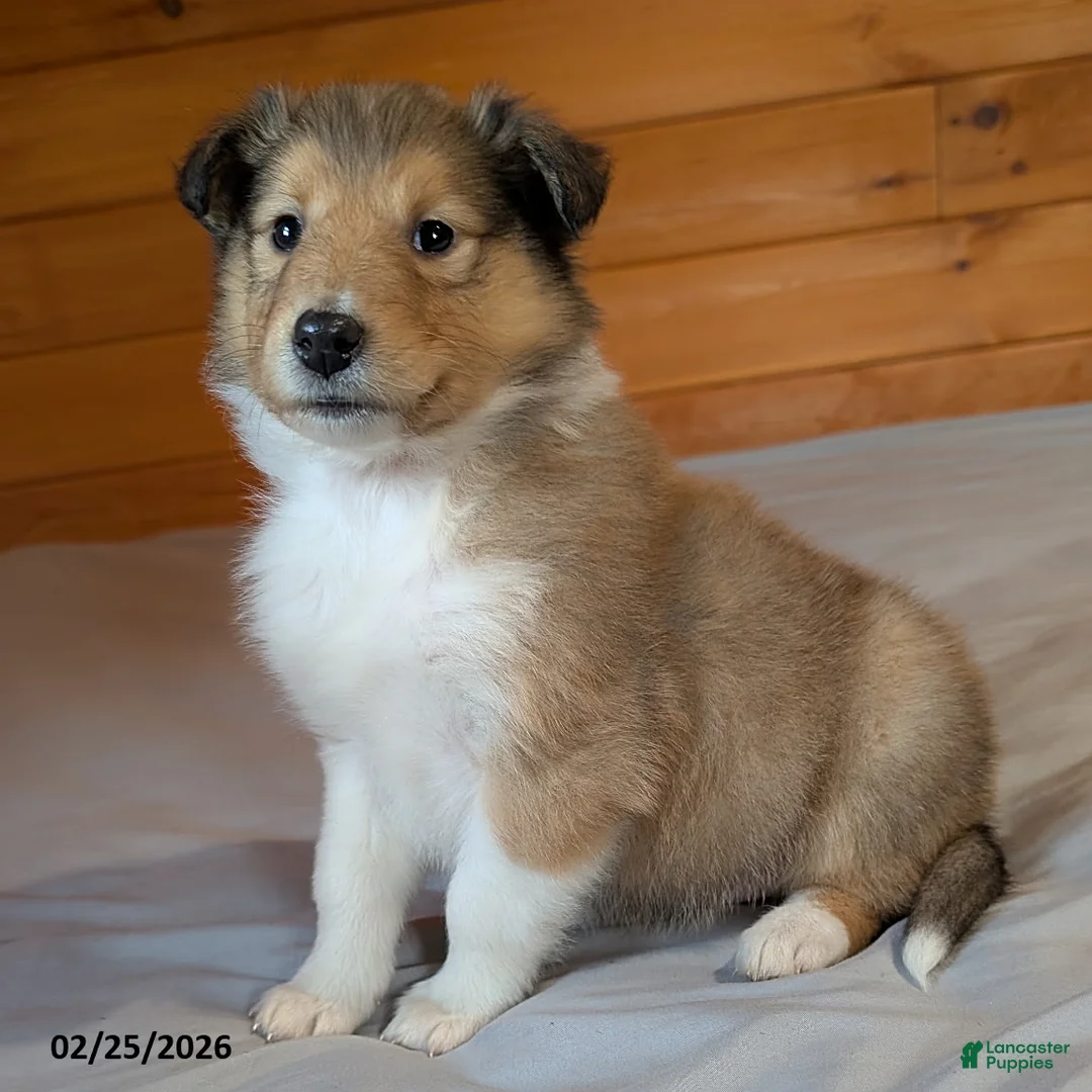 Collie dogs for sale: Twila - Ad 3
