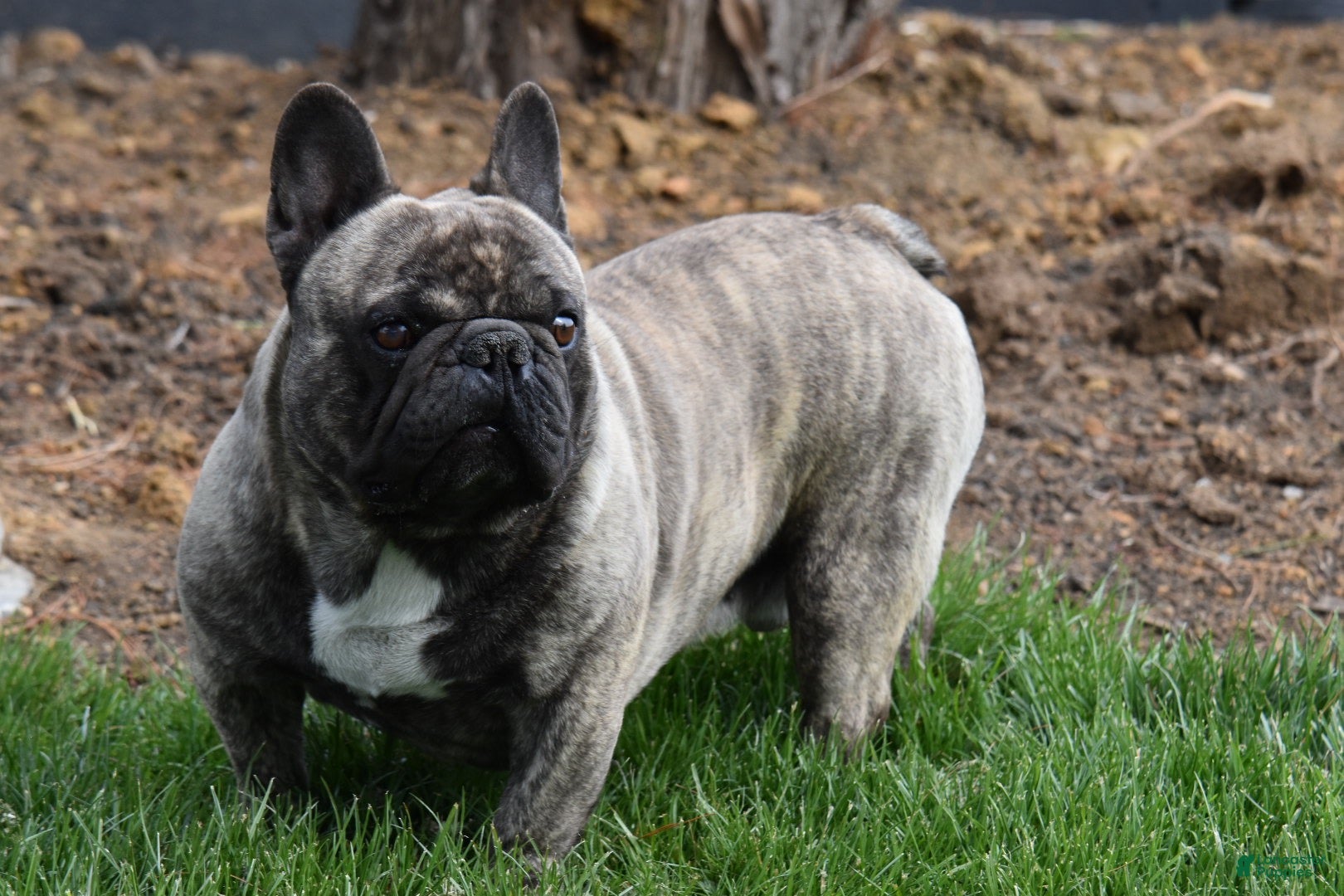 French Bulldog dogs for sale: Jazz - Ad 1