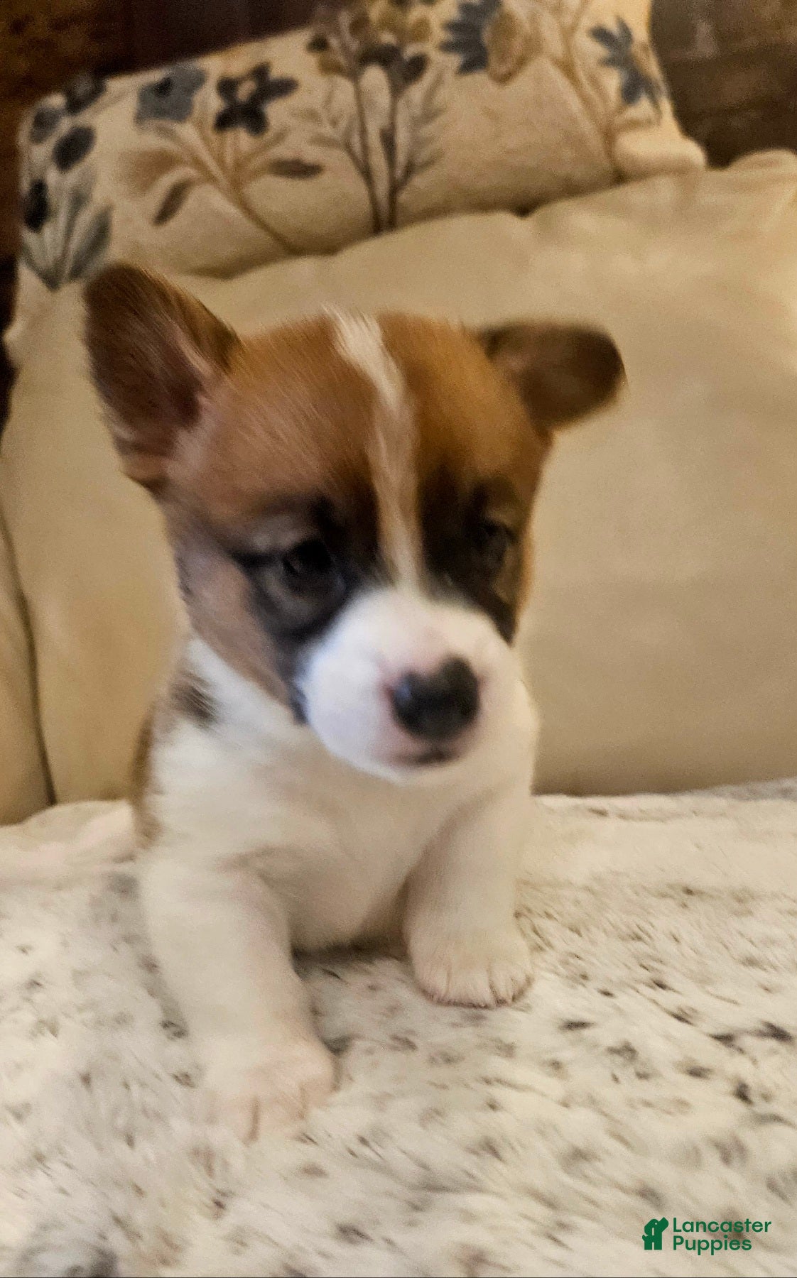 Mixed Breed dogs Callisto - Ad 1