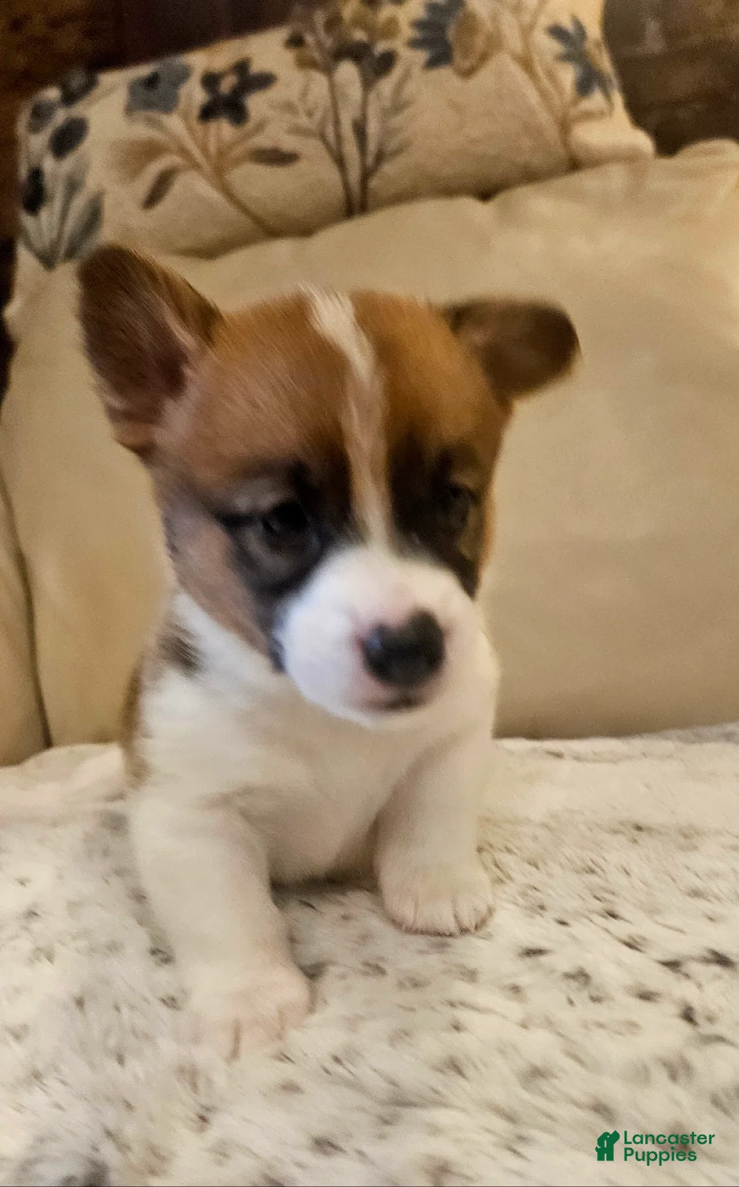 Mixed Breed dogs for sale: Callisto - Ad 1
