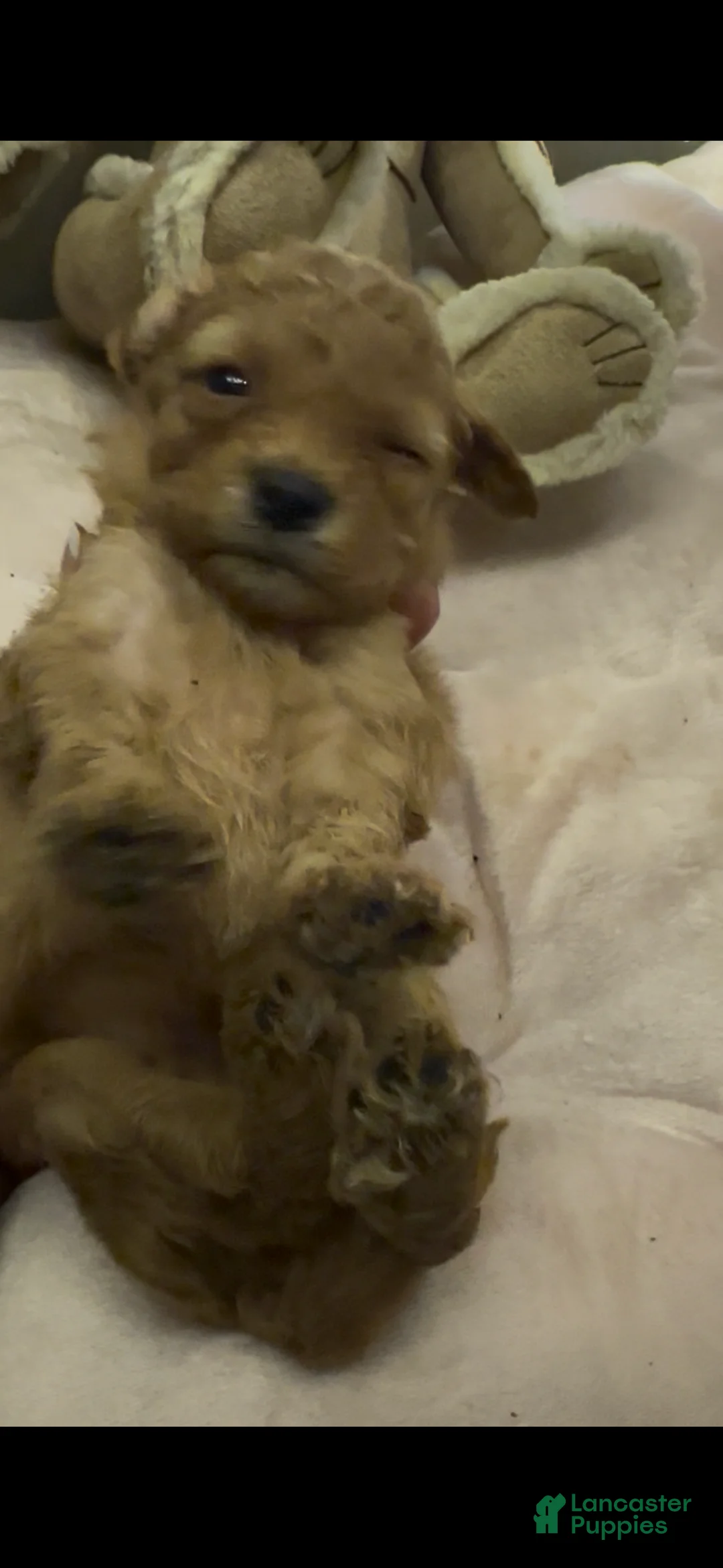Mixed Breed dogs for sale: Fleece - Ad 1