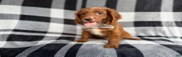 Cavapoo dogs for sale: Royal - Ad 3