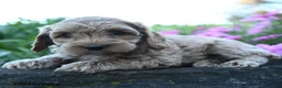 Cockapoo dogs for sale: Poppy - Ad 4