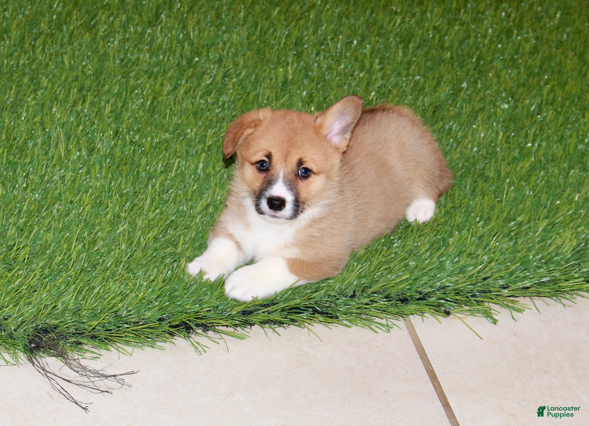 Welsh Corgi Pembroke dogs Welsh Corgi Pembroke (Chloe)8374 - Ad 1