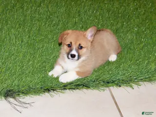 Welsh Corgi Pembroke dogs for sale: Welsh Corgi Pembroke (Chloe)8374 - Ad 4