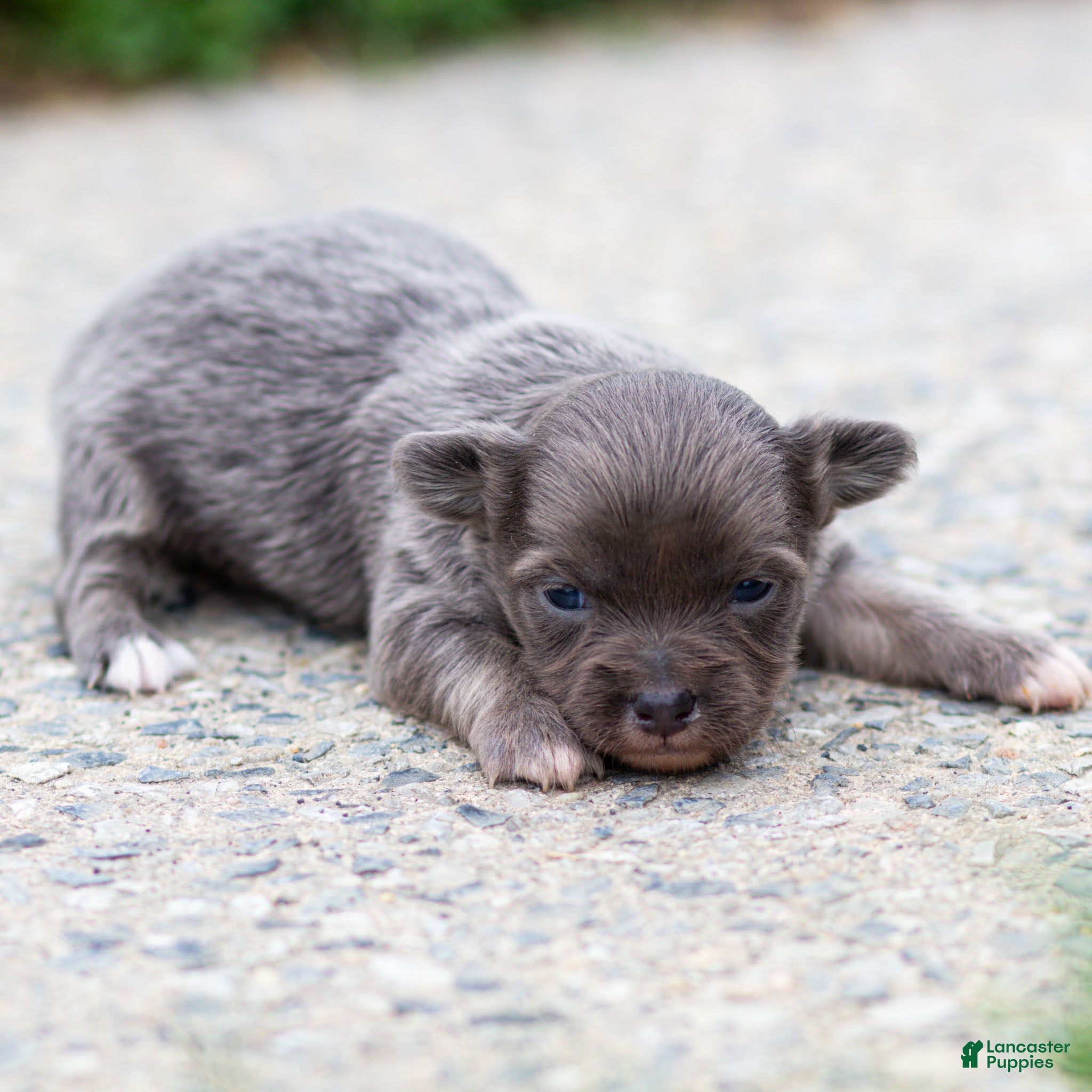 Chihuahua dogs Waylon Chihuahua Puppy  - Ad 1