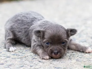 Chihuahua dogs for sale: Waylon Chihuahua Puppy - Ad 1