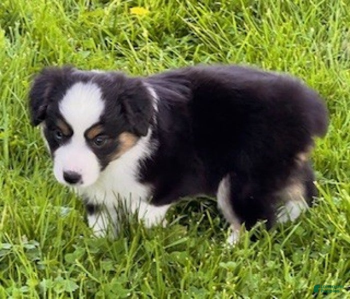 Miniature Australian Shepherd dogs Lena - Ad 2