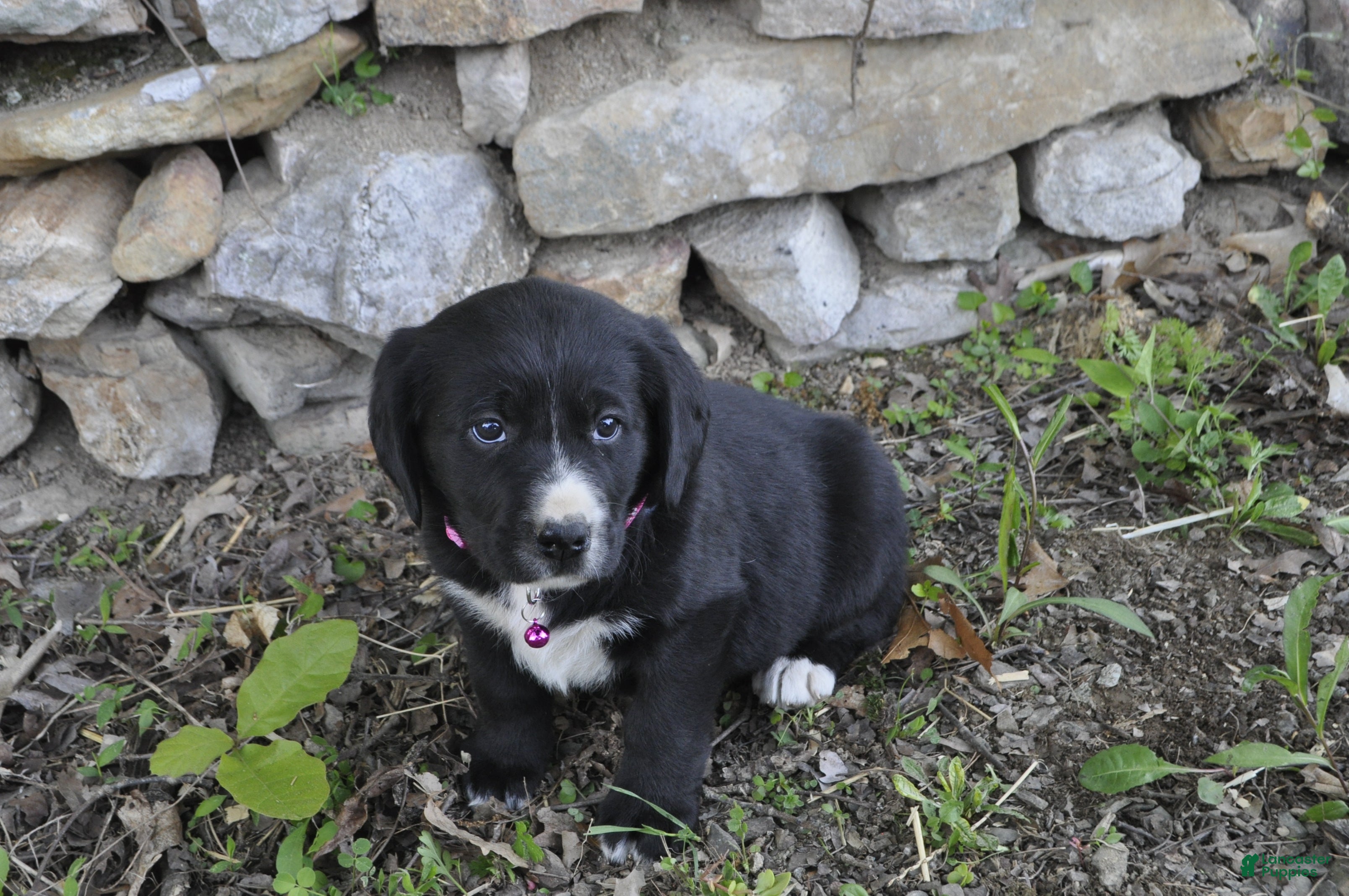 Mixed Breed dogs for sale: Brinley - Ad 2
