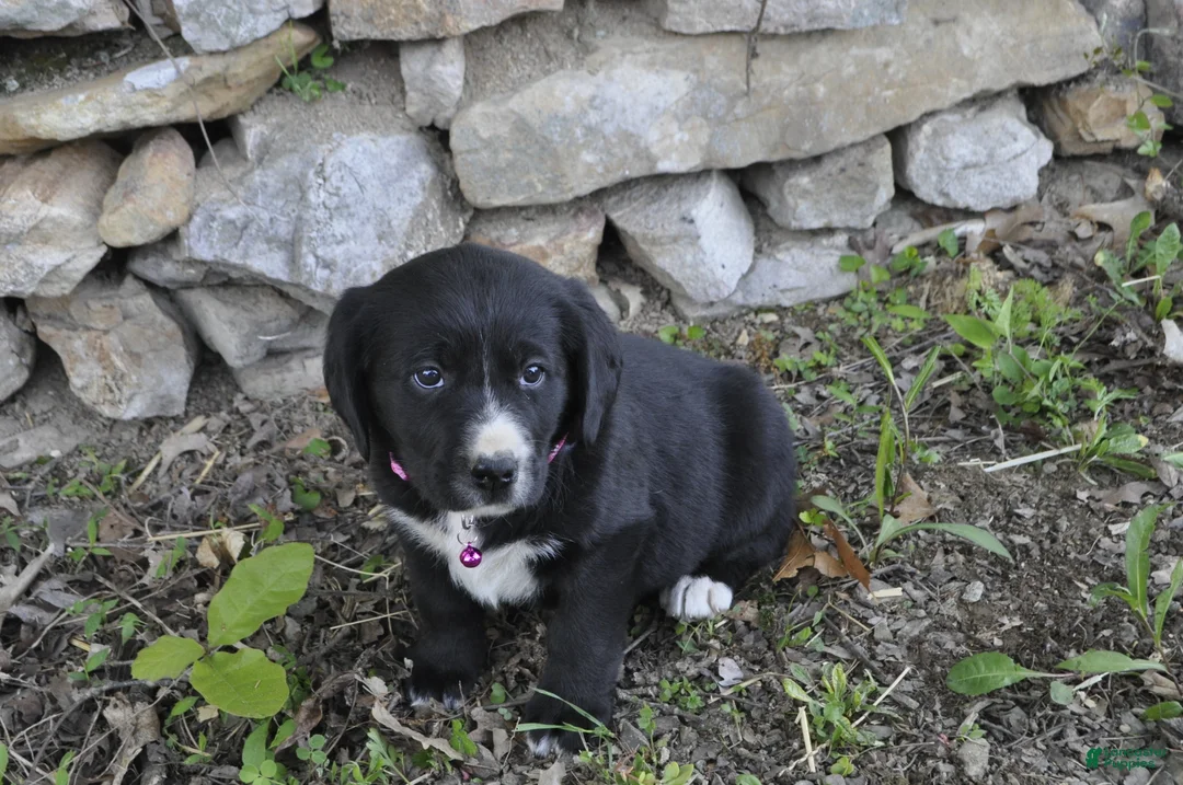 Mixed Breed dogs for sale: Brinley - Ad 1