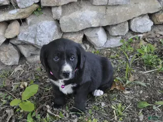 Mixed Breed dogs for sale: Brinley - Ad 2