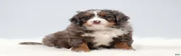 Mini Bernedoodle dogs for sale: Carter  - Ad 3
