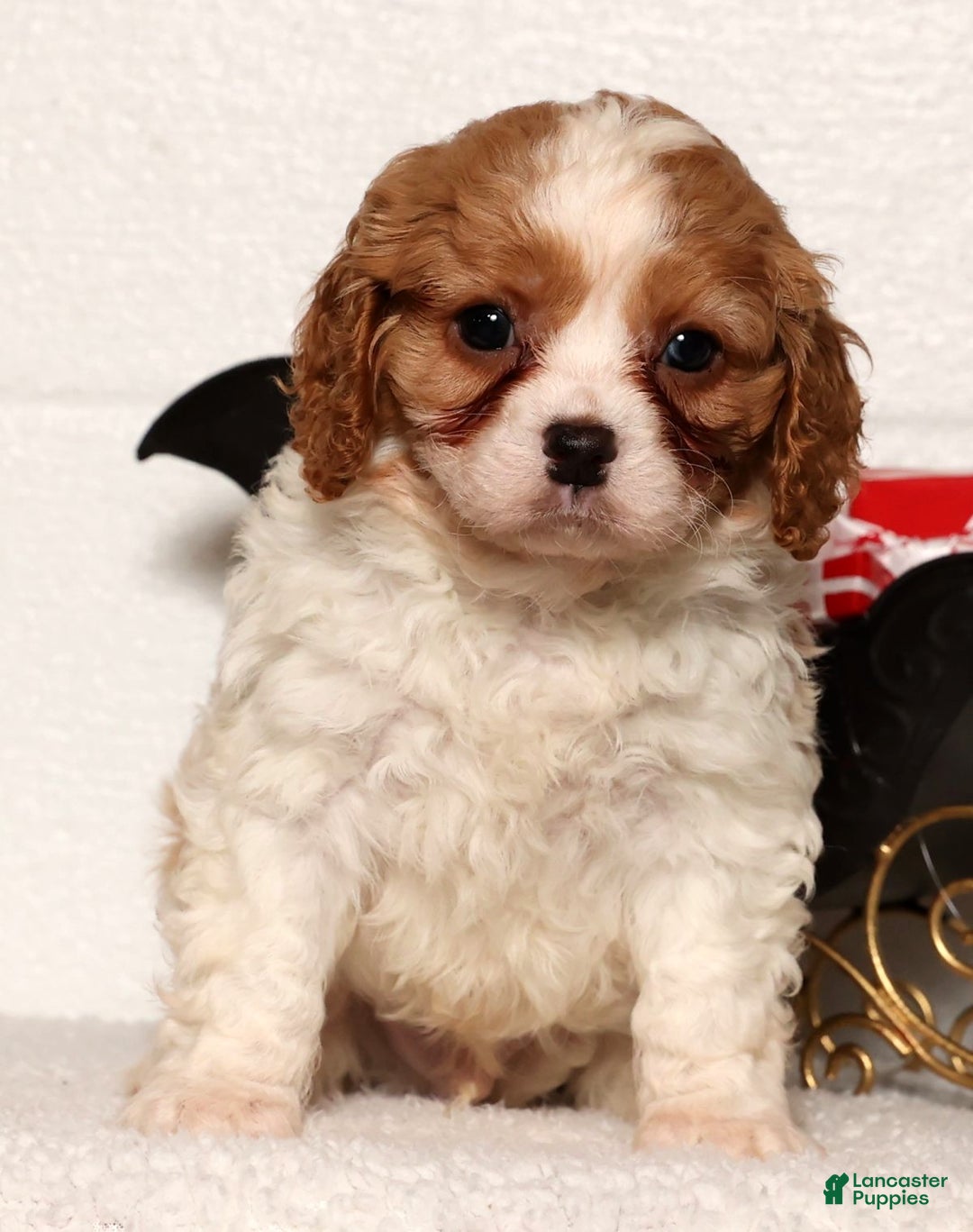 Cavapoo dogs for sale: Arthur - Ad 8