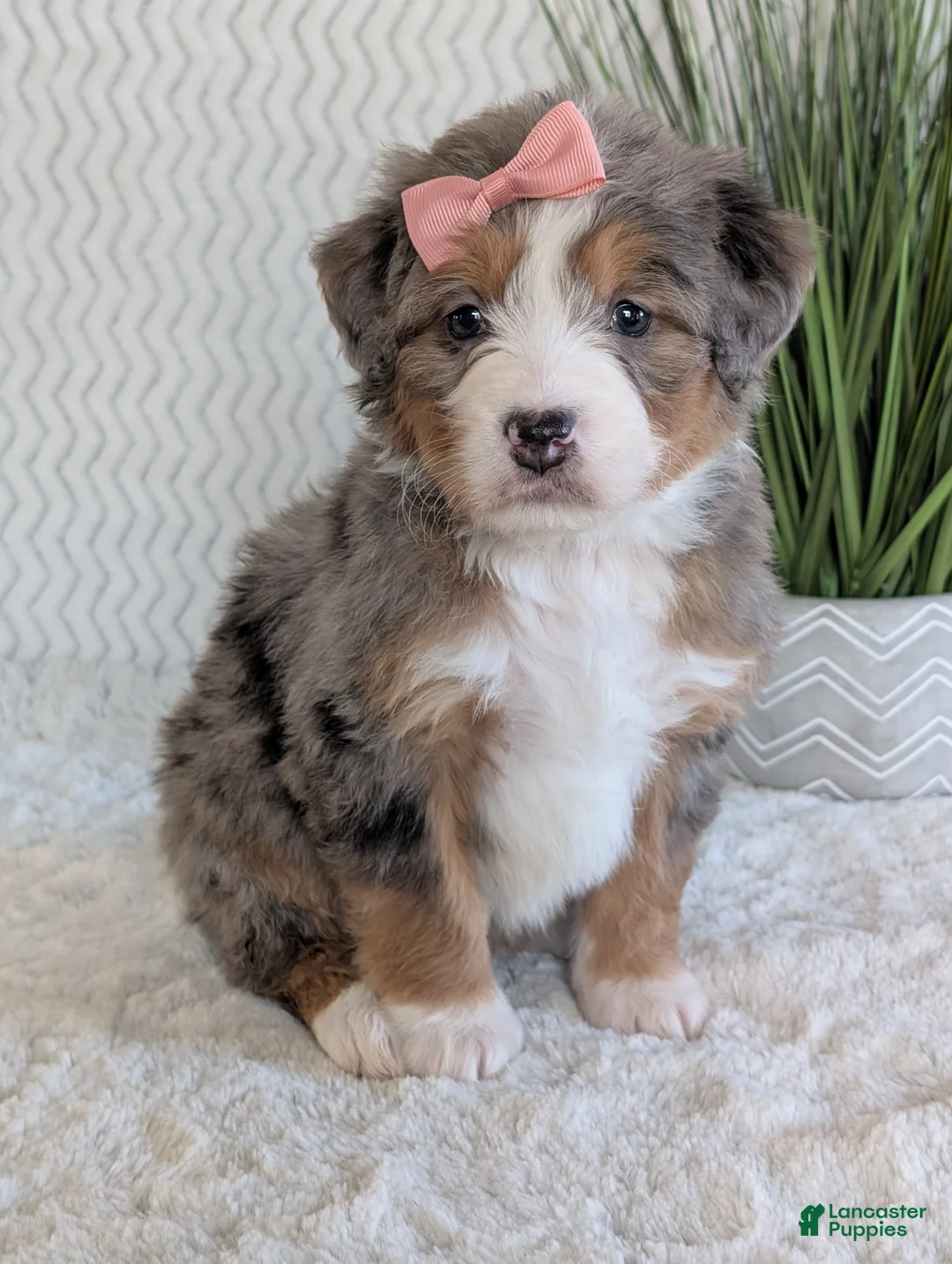 Mini Bernedoodle dogs for sale: Mini Indy  - Ad 30