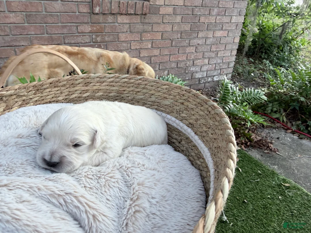 Golden Retriever dogs for sale: Baby of Avalon - Ad 1