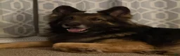 German Shepherd dogs for stud: Long hair german shepherd stud only - Ad 2
