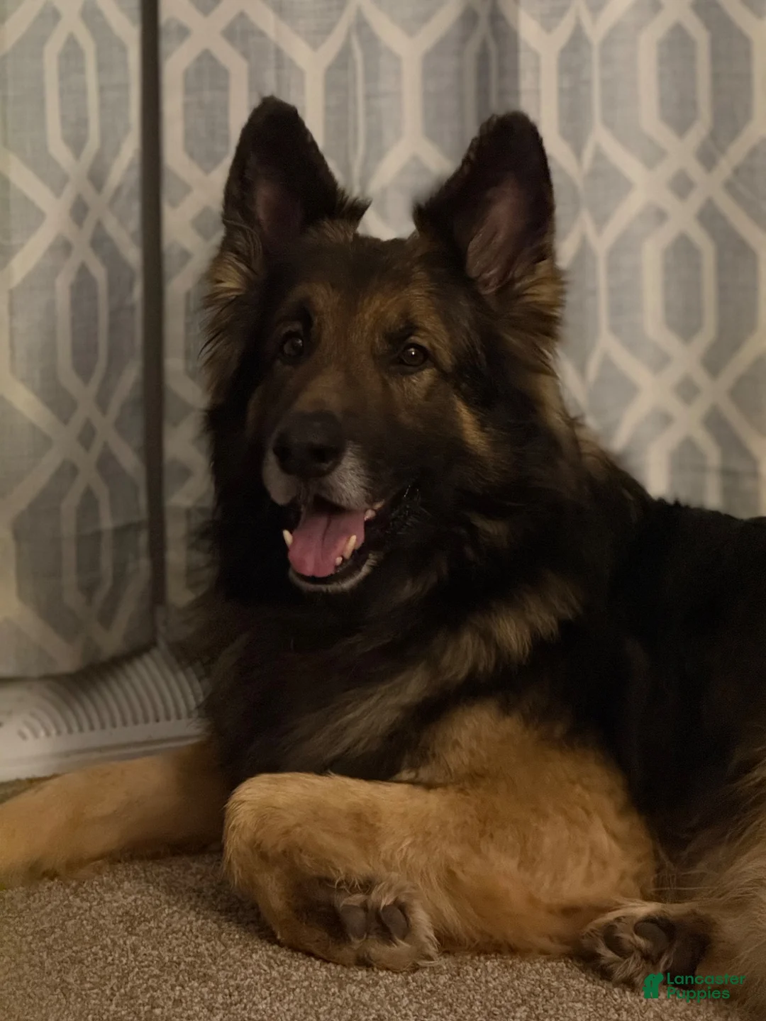 German Shepherd dogs for stud: Long hair german shepherd stud only - Ad 2
