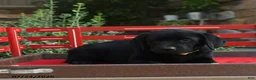 Labrador Retriever dogs for sale: Bear - Ad 4