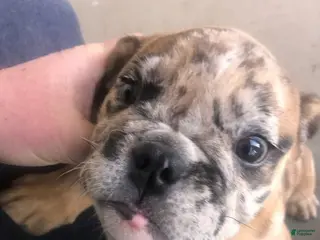 English Bulldog dogs English Bulldog Puppy 2 - Ad 3