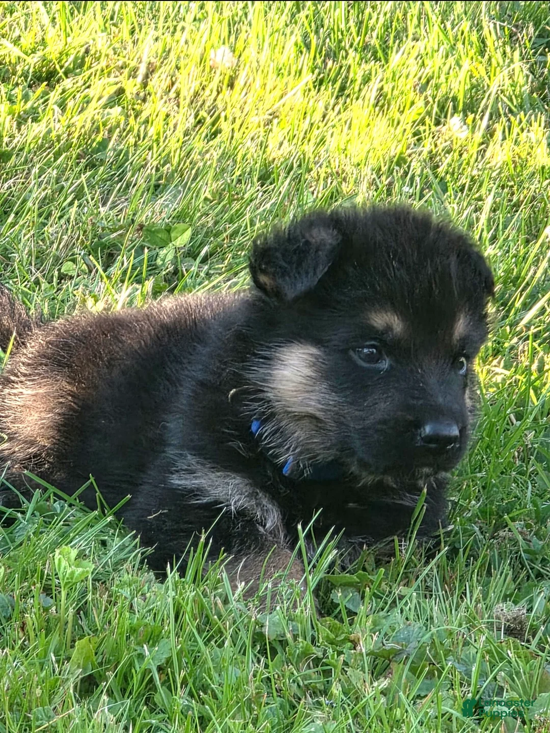 German Shepherd dogs for sale: Maric - Ad 2